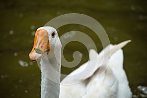 Leaf fall on the beak of white swan