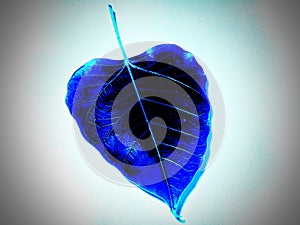 leaf fall dark blue one leaf beautiful shadow with gray background dark