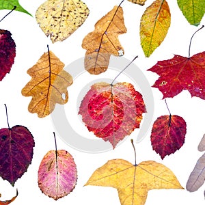 Leaf fall from multicolored autumn leaves