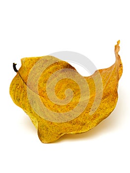 When the leaf fall off the tree. Leaf turn yellow and curl up.