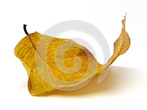 When the leaf fall off the tree. Leaf turn yellow and curl up. Isolated on white background. Nature texture. Close up.