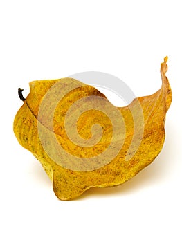 When the leaf fall off the tree. Leaf turn yellow and curl up. Isolated on white background. Nature texture. Close up.