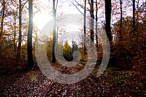 Leaf fall after rain in November