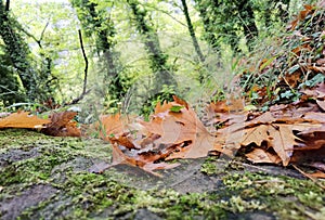 Leaf fallen in the forest after rain in autumn season