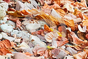 leaf falling on the ground