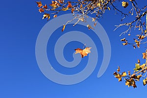 Leaf falling from tree in autumn with moon in daytime sky.