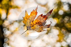 Leaf Falling from Tree captured on camera...