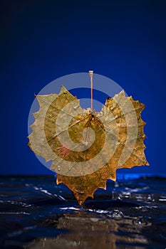 Leaf Falling Into the Water