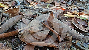 Leaves fall on wet soil