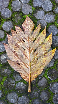 A leaf falls when it dries