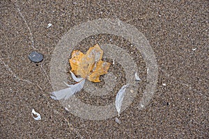 Leaf, Feather, Sand