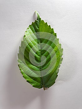 Leaf