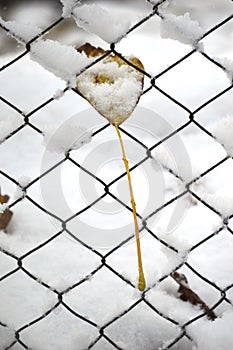 leaf in the fence in winter in the snow