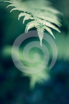 Leaf of fern on blurred green background