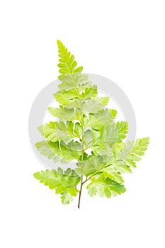 leaf fern isolated on white background