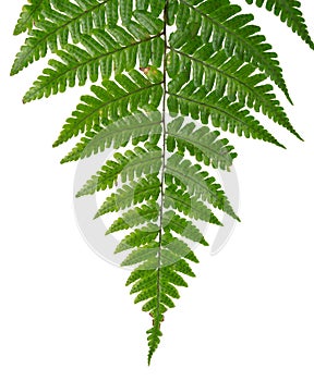Leaf fern isolated on white background