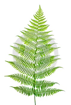 Leaf of a fern on a white