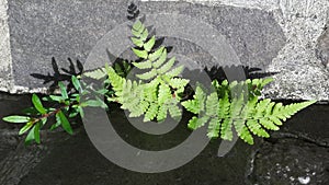 Leaf ferns and other greenery grow in rock crevices