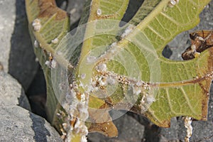 leaf figs parasites infected