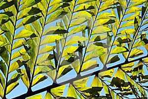 Leaf of Fishtail Palm