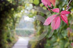 Leaf of five-leafed girlish grapes against the background of a braided mall