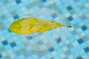 Leaf floating in pool, drifting and pulled around in a weightless space right at the surface of the swimming pool. This floating l