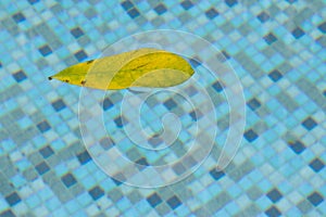 Leaf floating in pool, drifting and pulled around in a weightless space right at the surface of the swimming pool. This floating l