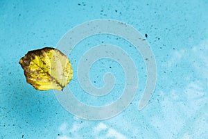 Leaf floating in pool of water