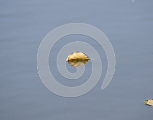 Leaf floating in the river