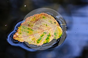 A leaf is floating on the surface of a body of water