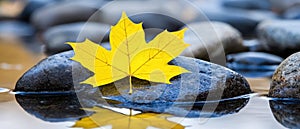 A leaf is floating on the surface of a body of water