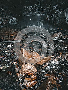 leaf floating on surface of water--stones.widlife photography