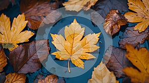 A leaf is floating on top of a body of water. AI generated