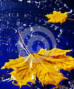 Leaf floating on water with rain.