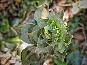 The leaf Flower