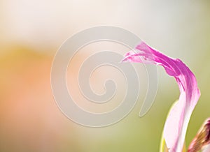 the leaf and flower abtsract background