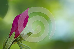 The leaf and flower abtsract background