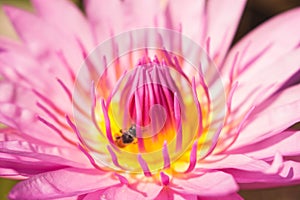 The leaf and flower abtsract background