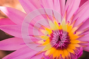 The leaf and flower abtsract background