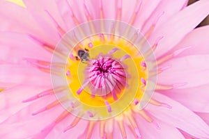 the leaf and flower abtsract background