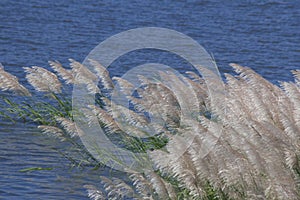 The leaf and flower abtsract background