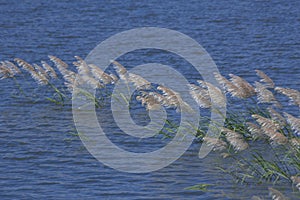 the leaf and flower abtsract background
