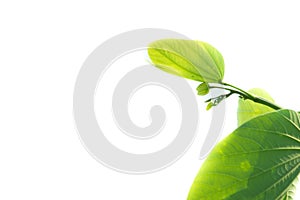 the leaf and flower abtsract background