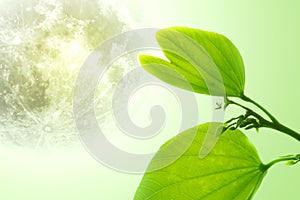 the leaf and flower abtsract background