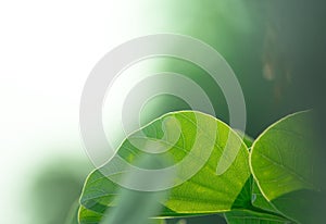 the leaf and flower abtsract background