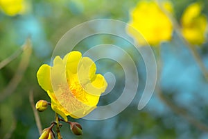 The leaf and flower abtsract background