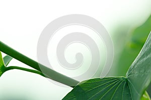 the leaf and flower abtsract background