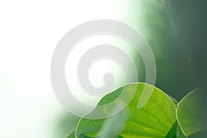 the leaf and flower abtsract background