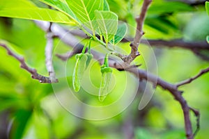 Leaf and flower of custard apples