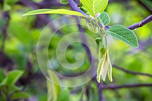 Leaf and flower of custard apples